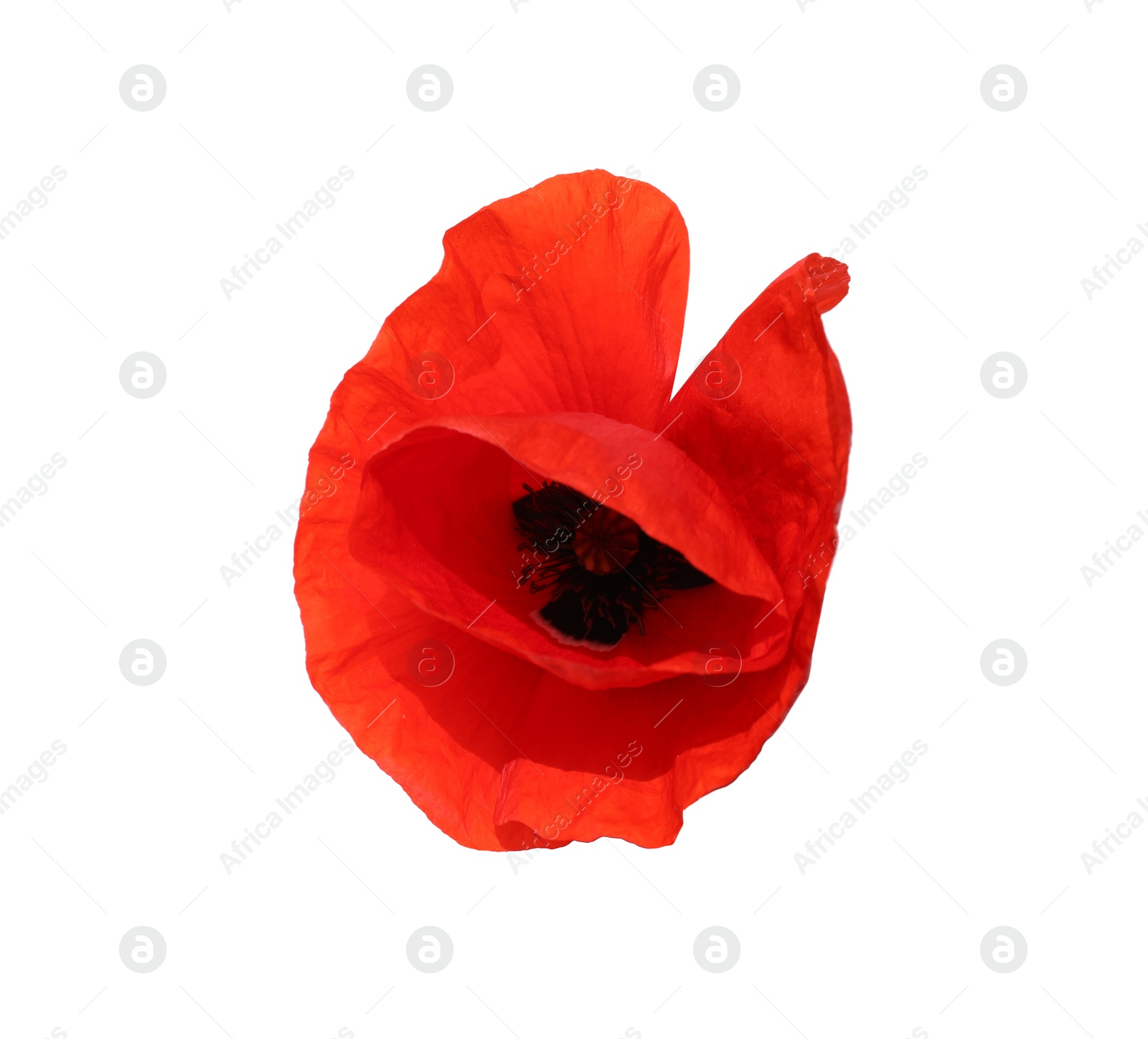 Photo of Beautiful red poppy flower isolated on white