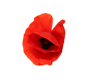 Beautiful red poppy flower isolated on white