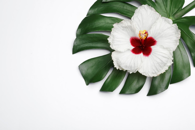 Photo of Beautiful tropical hibiscus flower and monstera leaf on white background, top view