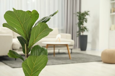 Photo of Fiddle Fig or Ficus Lyrata plant with green leaves at home, closeup. Space for text