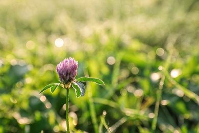 Photo of Beautiful clover flower on green meadow, closeup