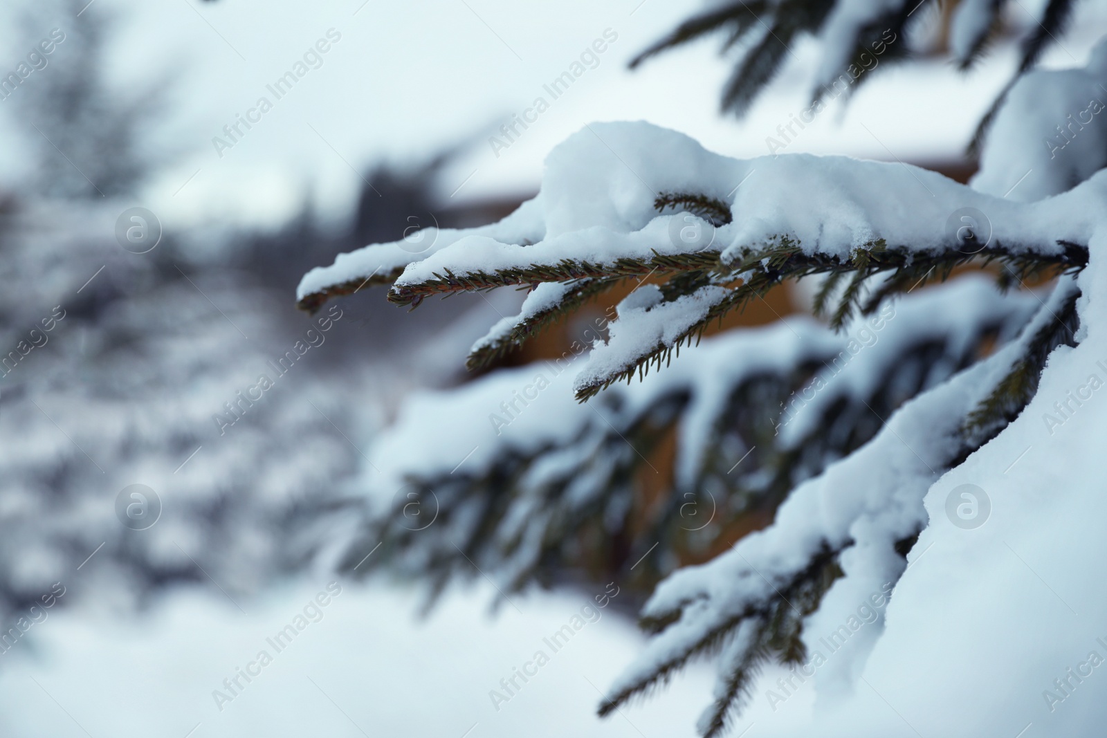 Photo of Fir tree branches covered with snow outdoors on winter day, closeup