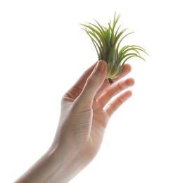 Photo of Woman holding beautiful Tillandsia plant on white background, closeup. Home decor