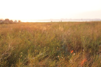 Beautiful view of field at sunrise. Early morning landscape