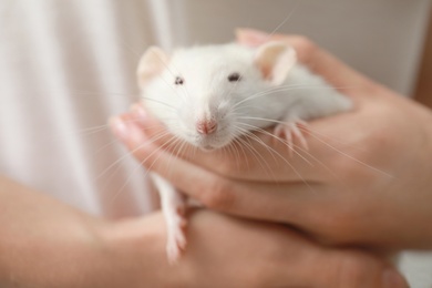 Photo of Young woman holding cute small rat, closeup