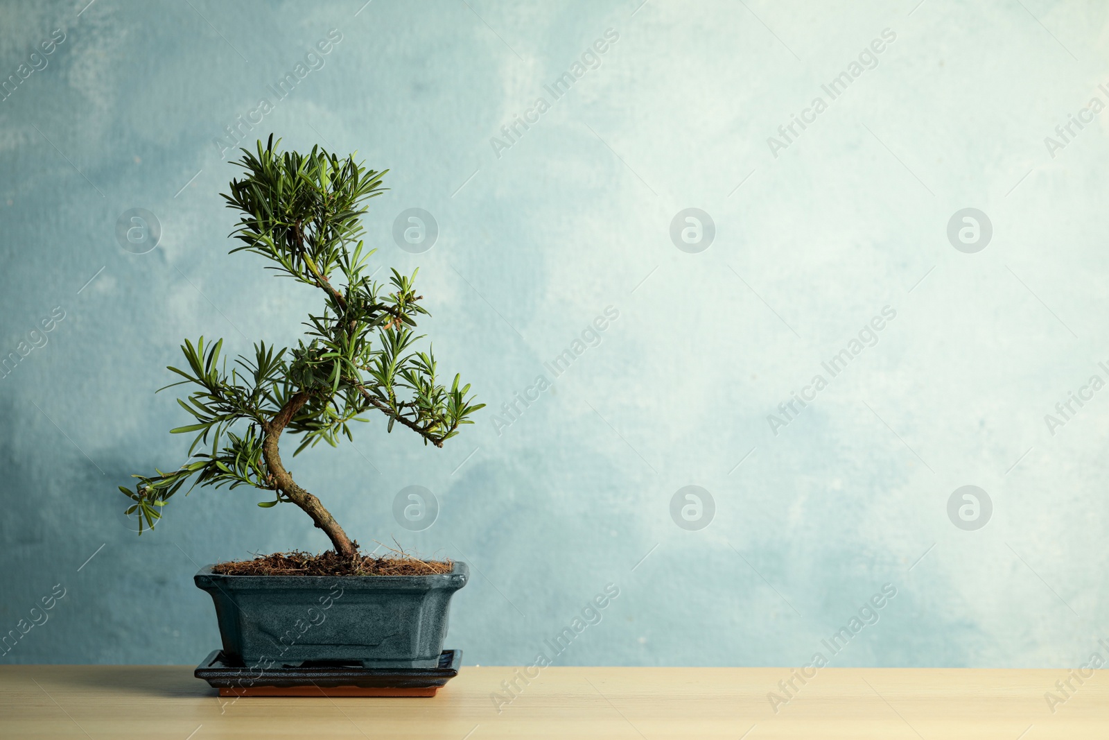 Photo of Japanese bonsai plant on wooden table, space for text. Creating zen atmosphere at home