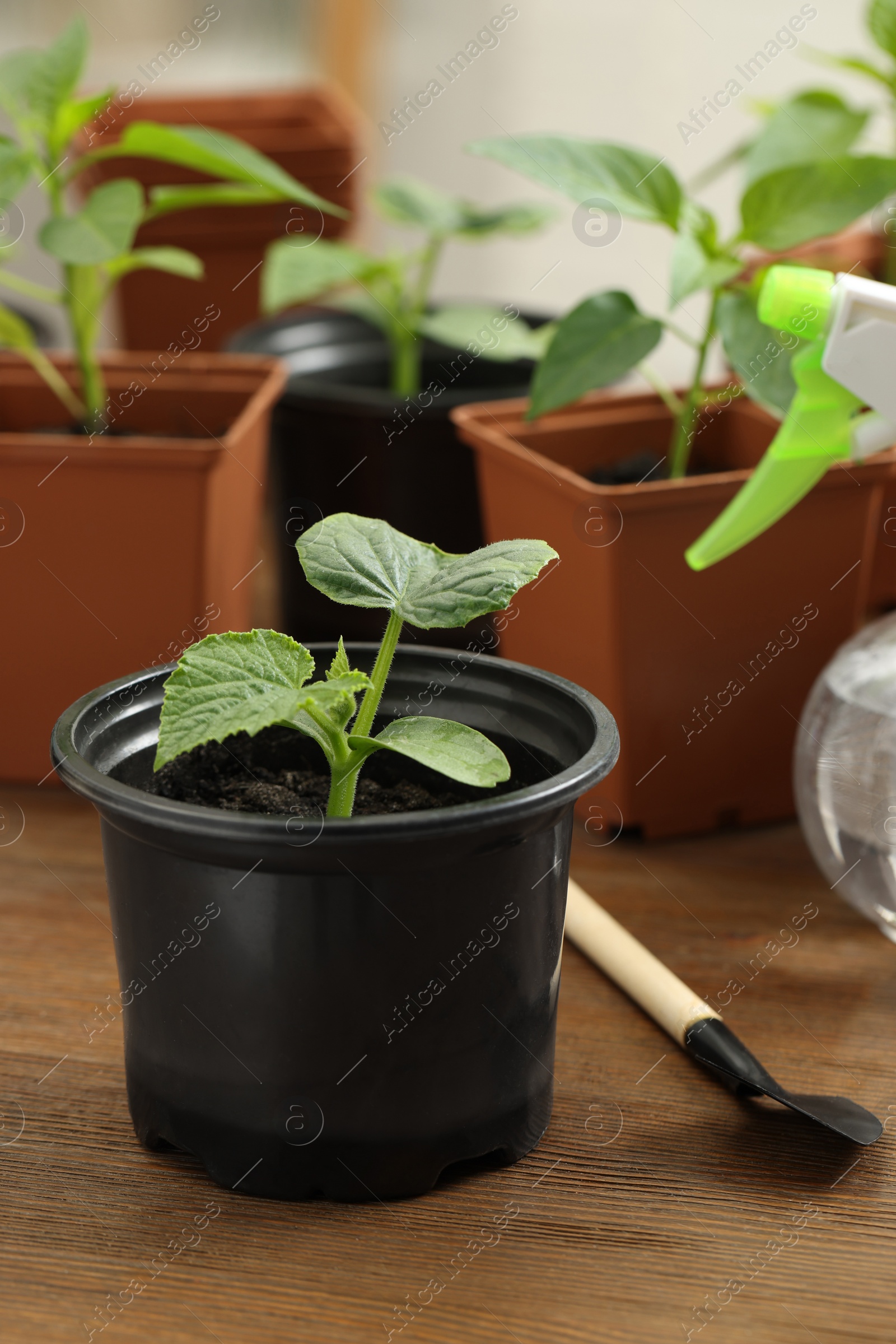 Photo of Seedlings growing in plastic containers with soil on wooden table