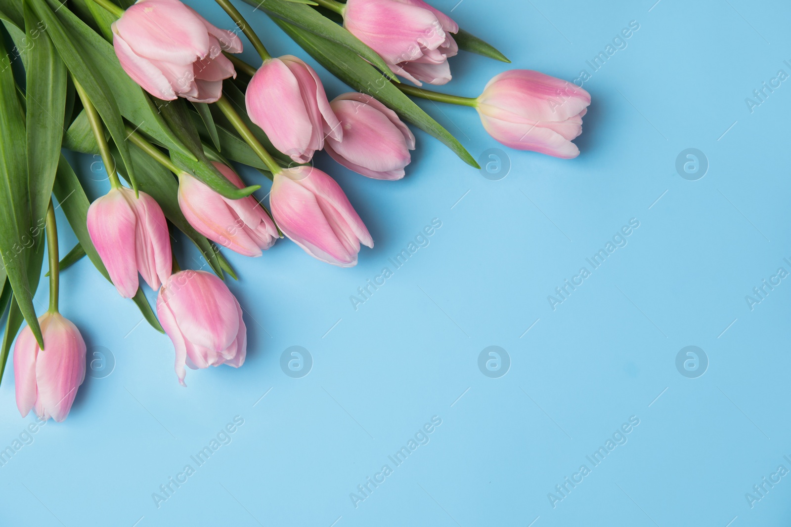 Photo of Beautiful pink spring tulips on light blue background, flat lay. Space for text