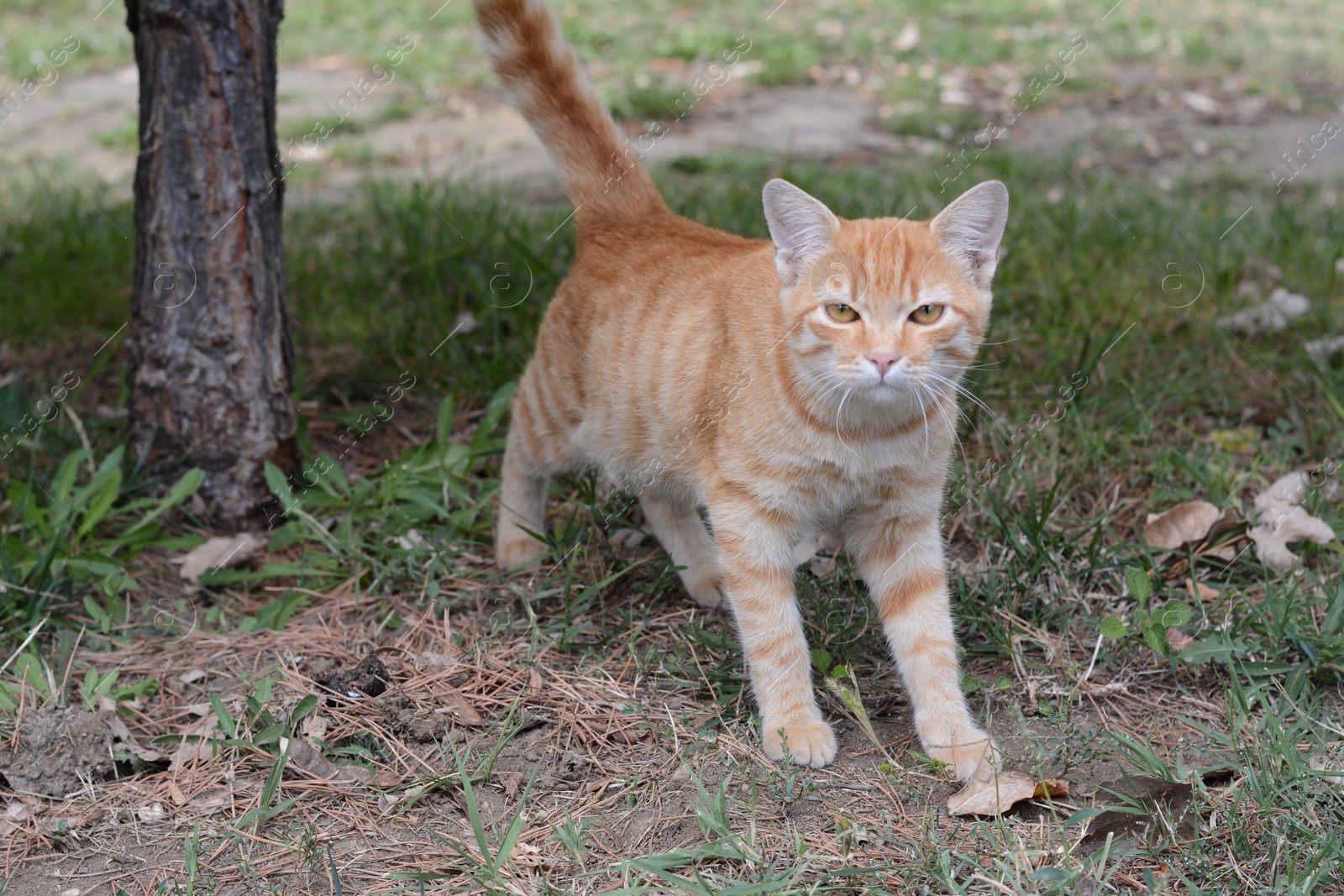 Photo of Lonely stray cat on green grass outdoors. Homeless pet