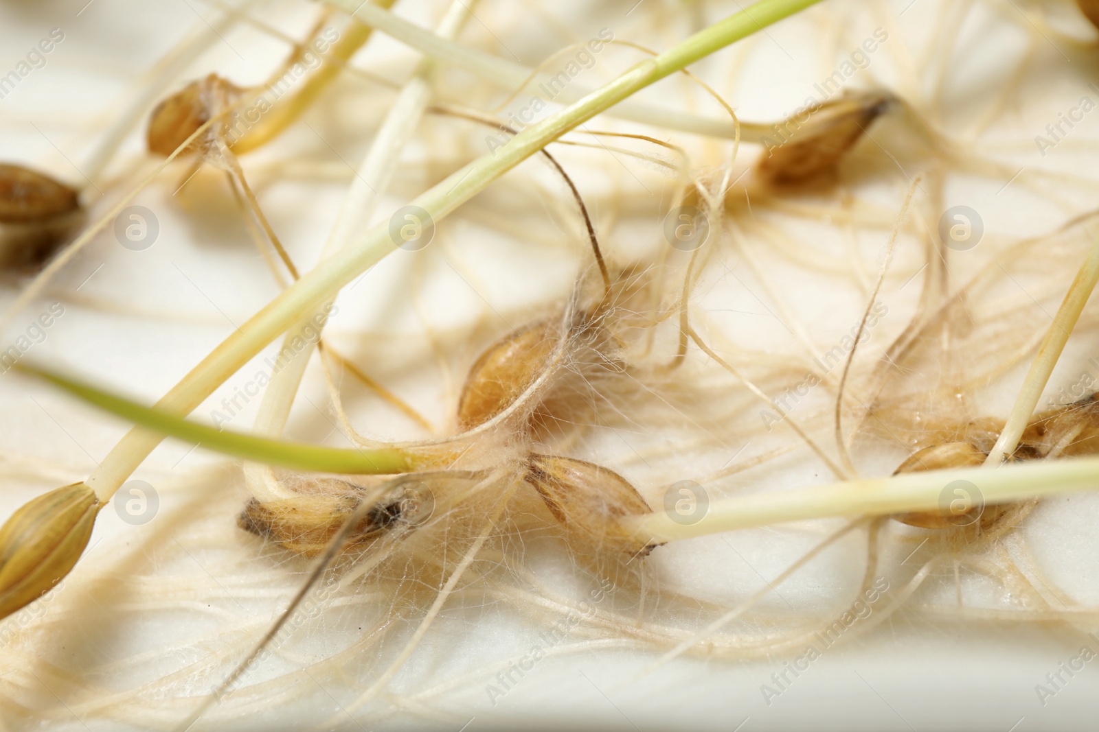 Photo of Sprouted oat seeds on white background, closeup. Laboratory research