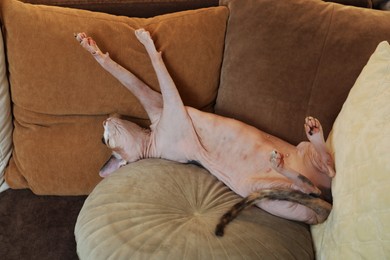 Photo of Adorable Sphynx cat lying on pillow indoors. Cute pet