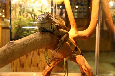 Photo of Beautiful iguana on tree branch at herpetarium