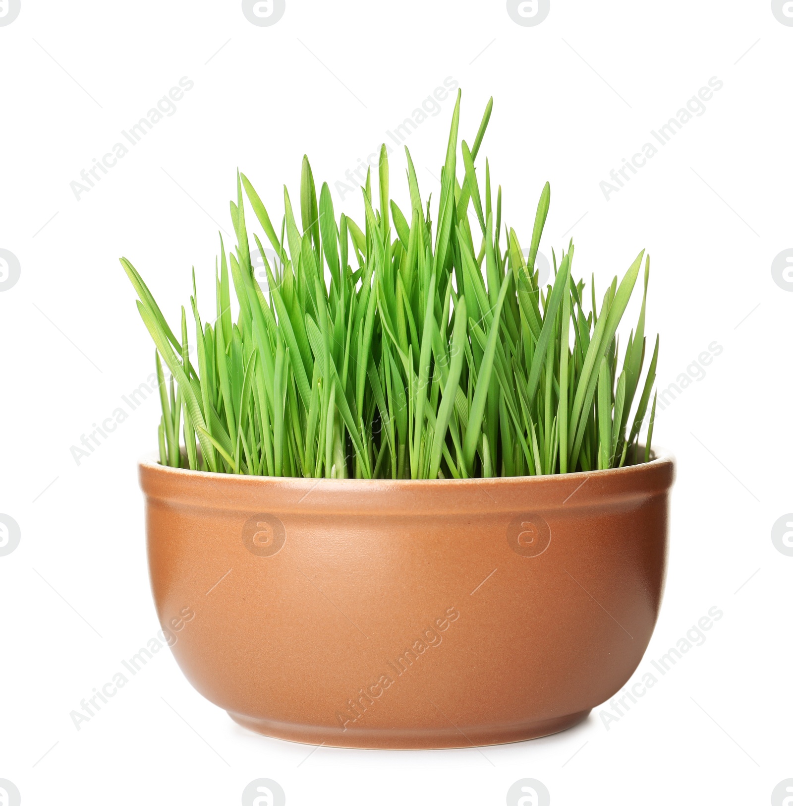 Photo of Bowl with fresh wheat grass isolated on white