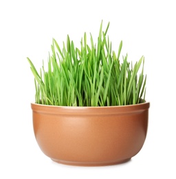 Photo of Bowl with fresh wheat grass isolated on white