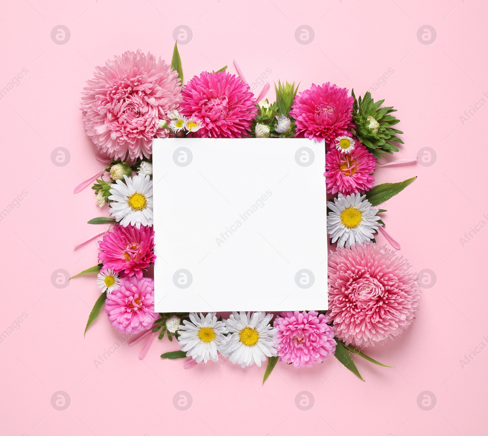 Photo of Flat lay composition with beautiful aster flowers and blank card on pink background. Space for text