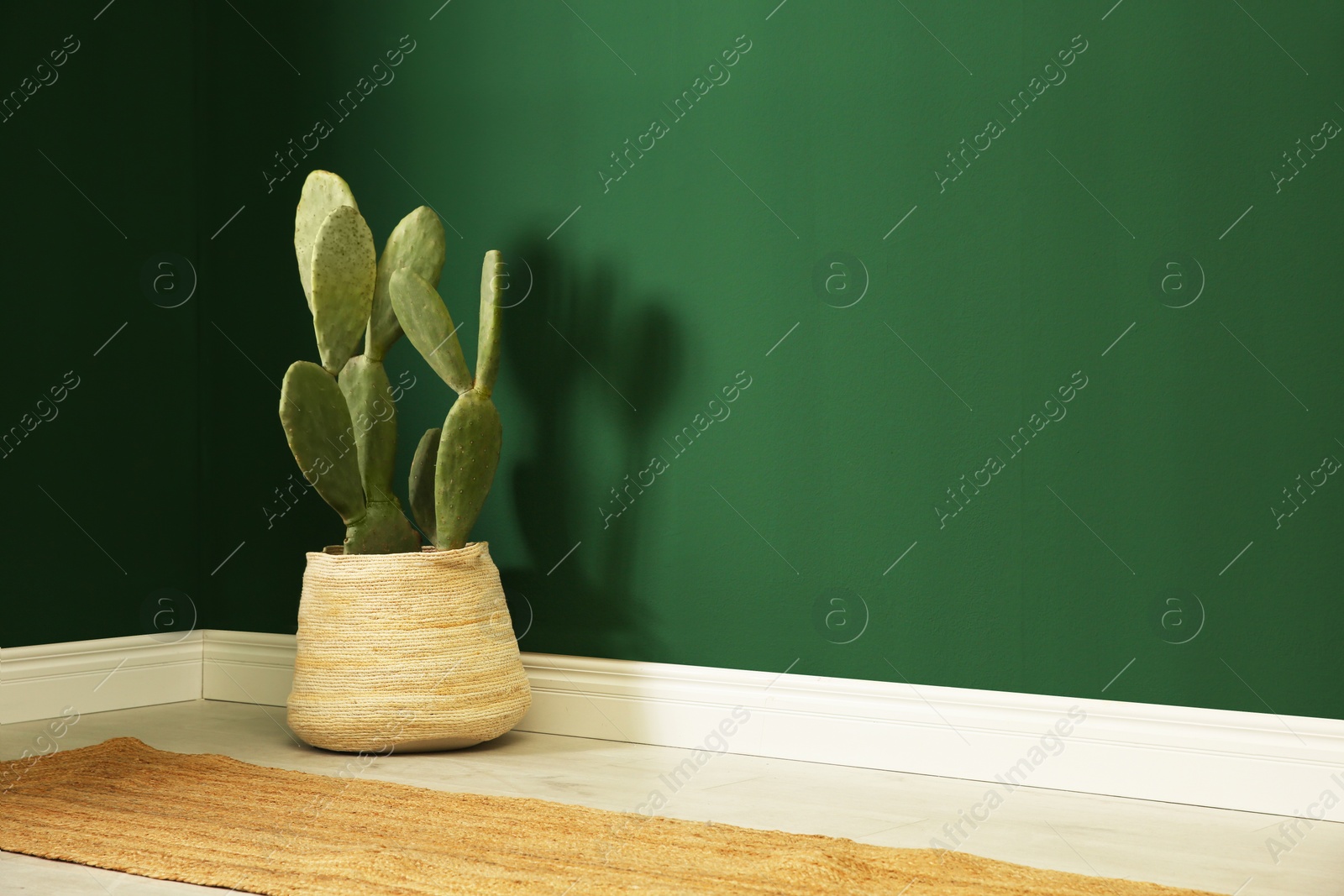 Photo of Potted cactus near green wall indoors. Space for text