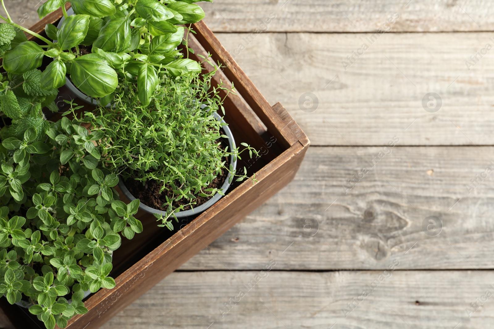 Photo of Crate with different potted herbs on wooden table, top view. Space for text