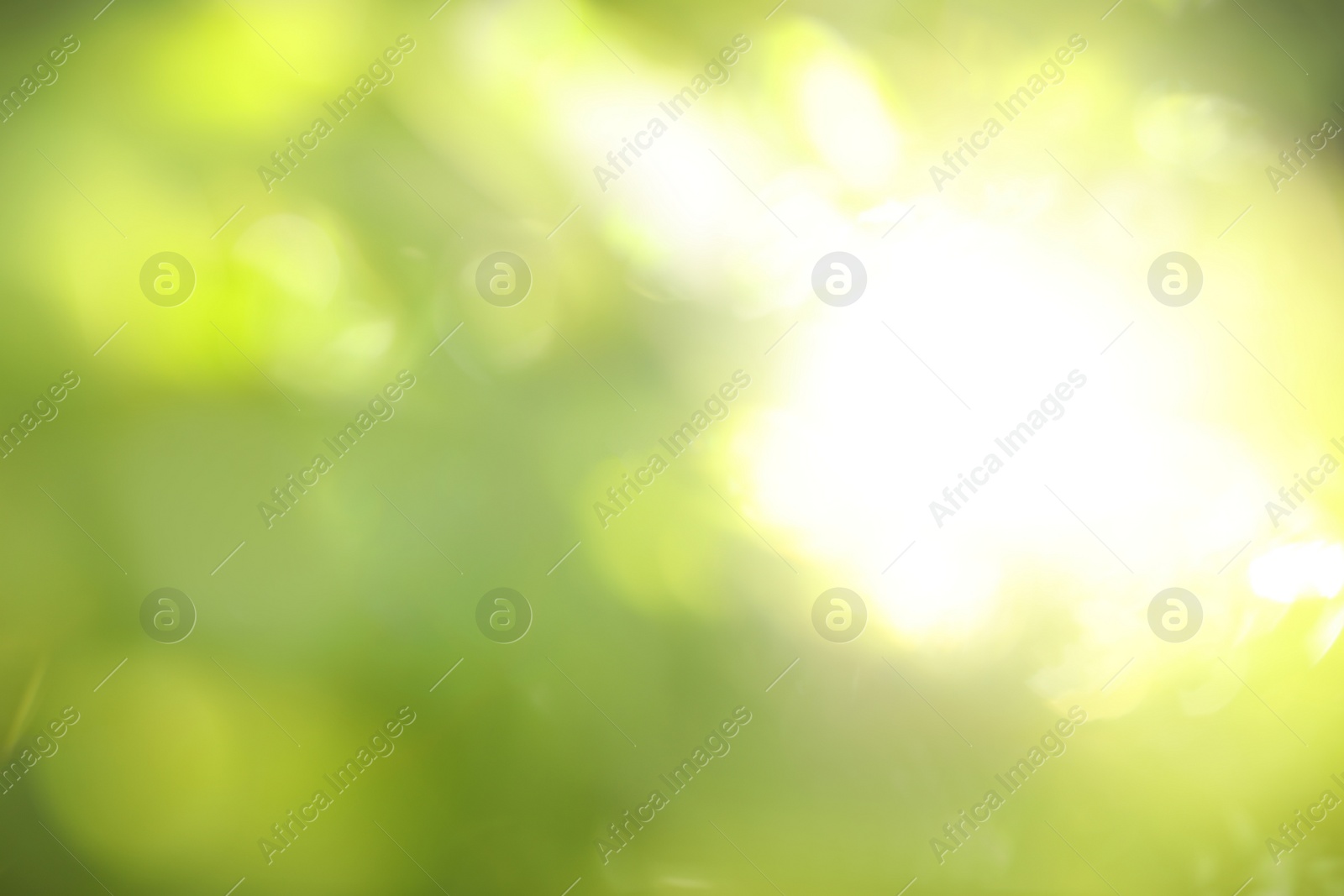 Photo of Abstract nature green background with sun rays, bokeh effect