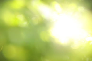 Abstract nature green background with sun rays, bokeh effect