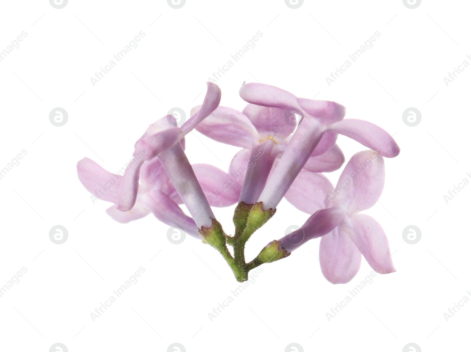 Photo of Beautiful violet lilac blossom isolated on white