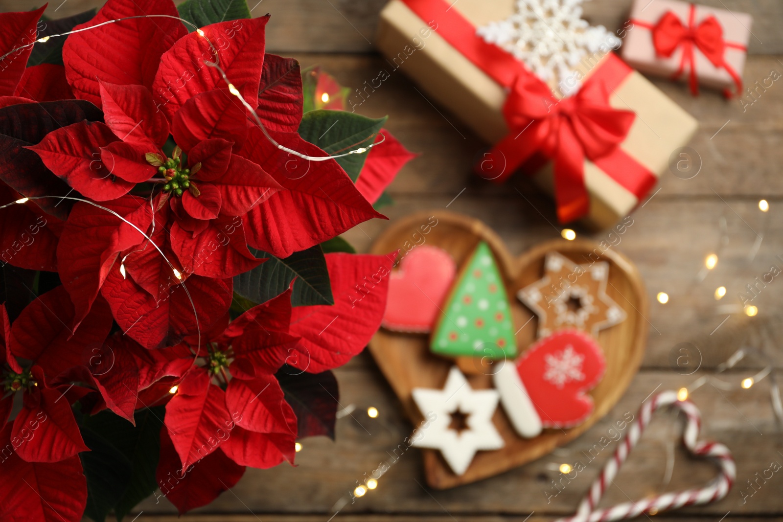 Photo of Poinsettia (traditional Christmas flower) and holiday items on wooden table, top view. Space for text