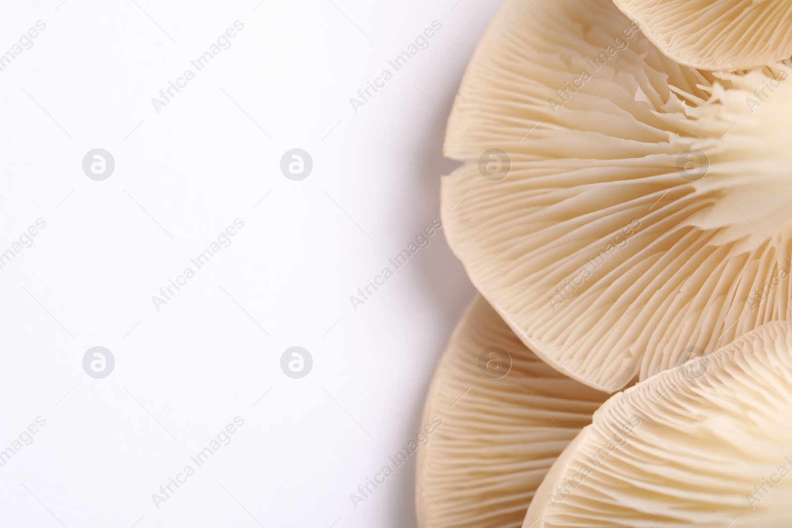 Photo of Macro view of fresh oyster mushrooms on white background. Space for text
