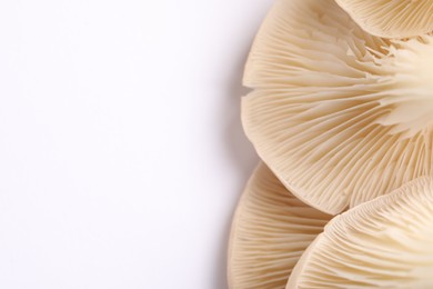 Macro view of fresh oyster mushrooms on white background. Space for text