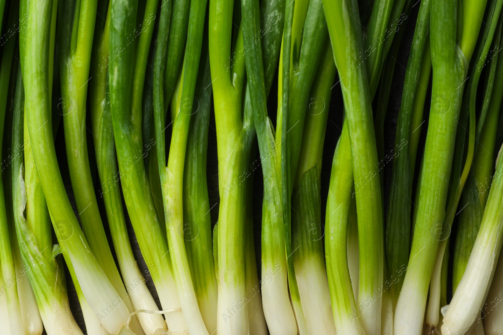 Photo of Fresh green spring onions as background, top view