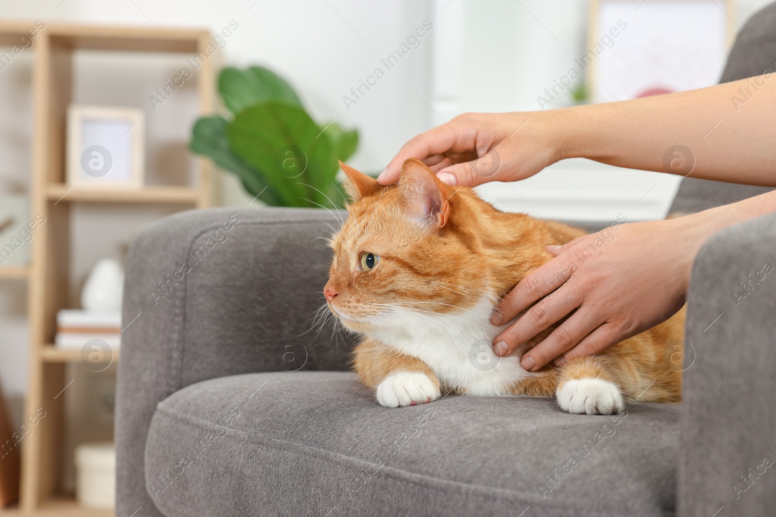 Photo of Woman petting cute ginger cat on armchair at home, closeup