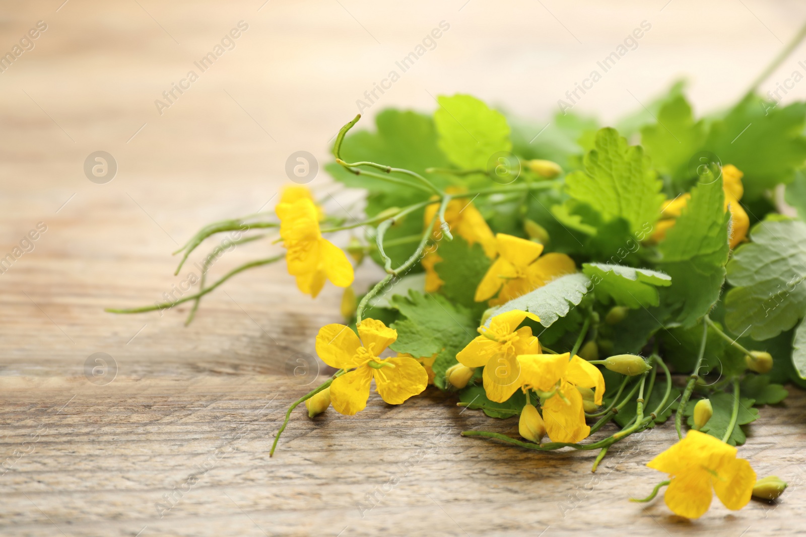 Photo of Celandine with yellow flowers and green leaves on wooden table, closeup