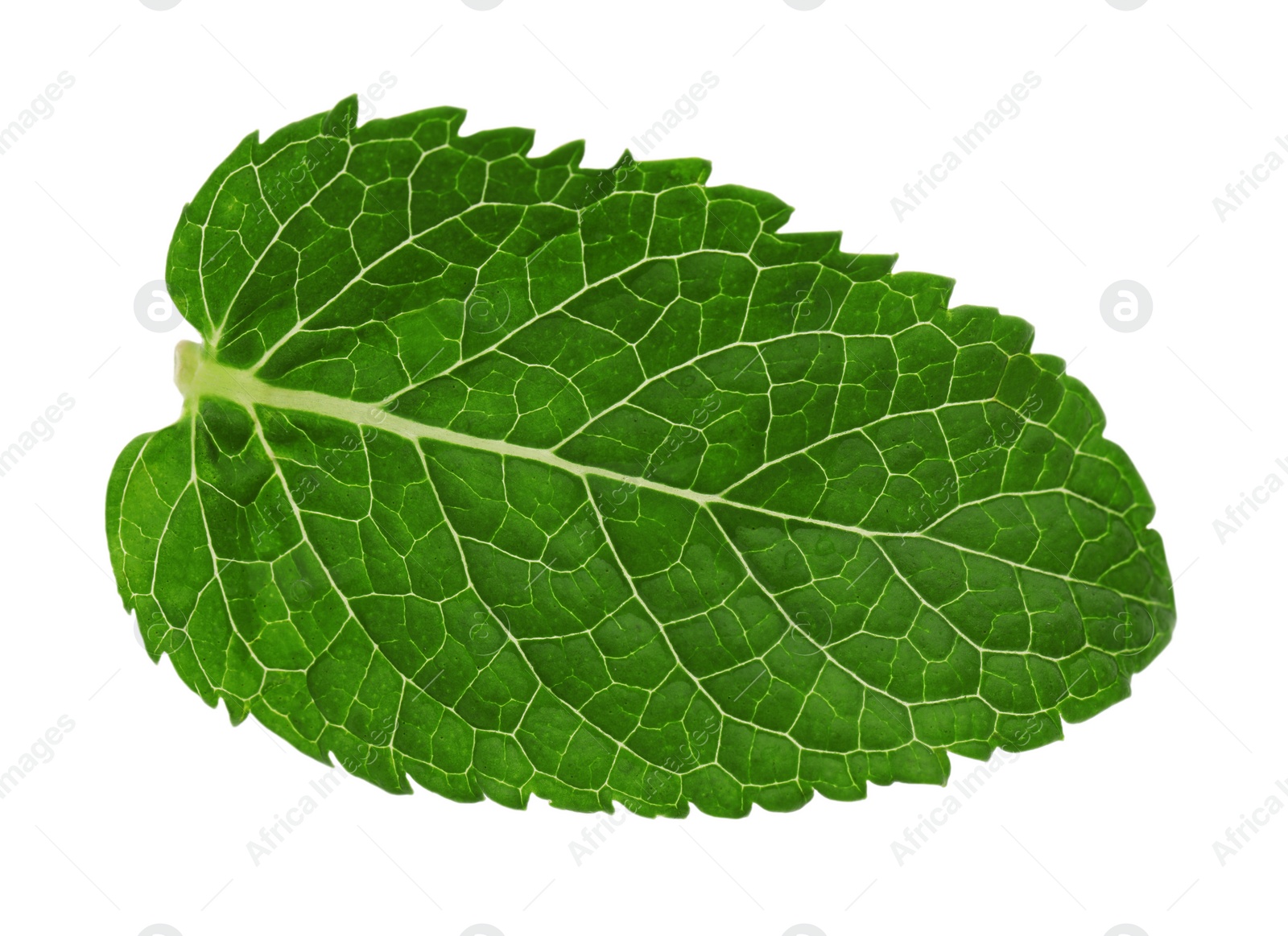 Photo of Fresh green mint leaf isolated on white