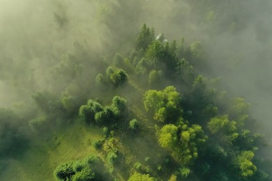 Aerial view of beautiful landscape with misty forest on autumn day