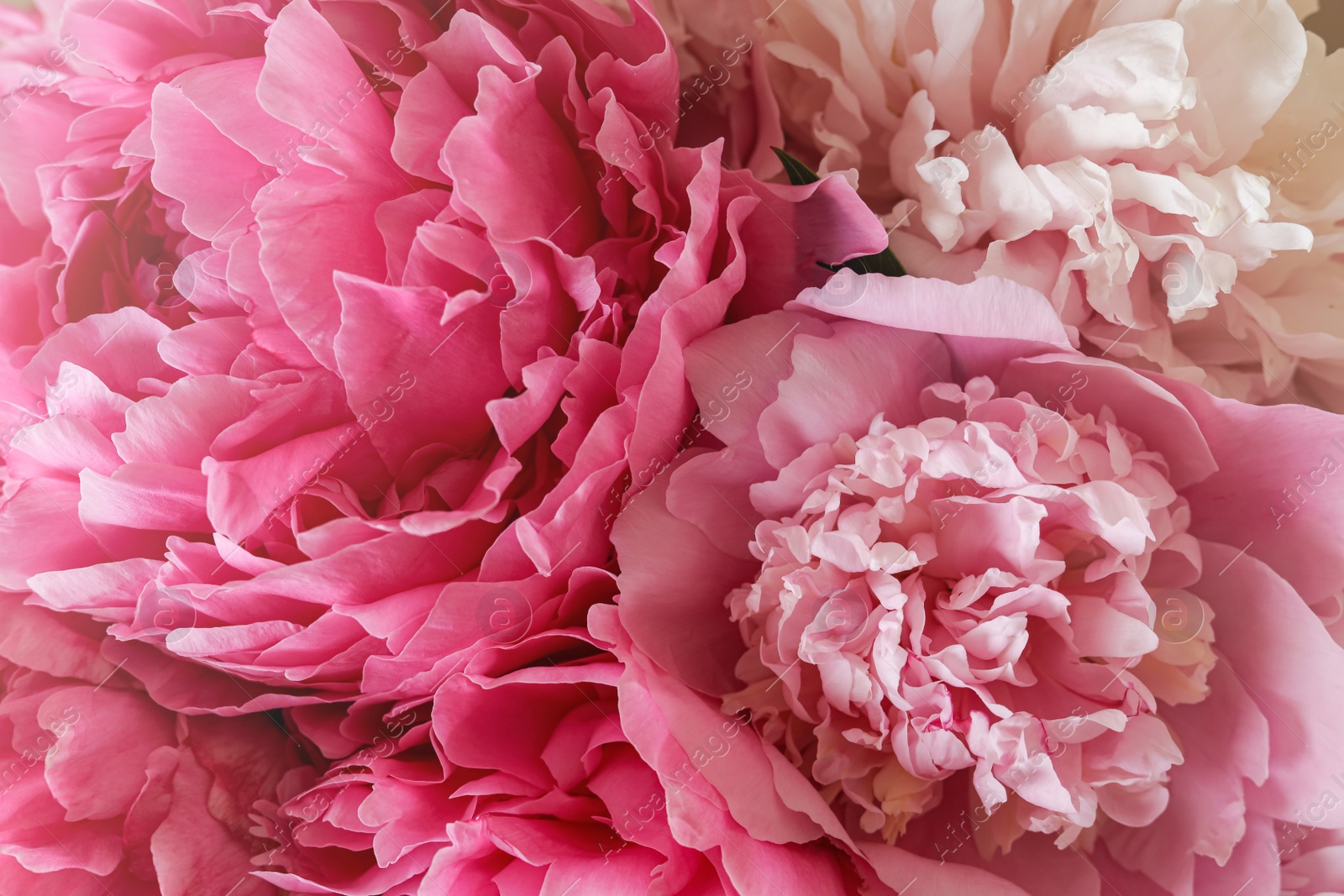 Photo of Closeup view of beautiful pink peony bouquet