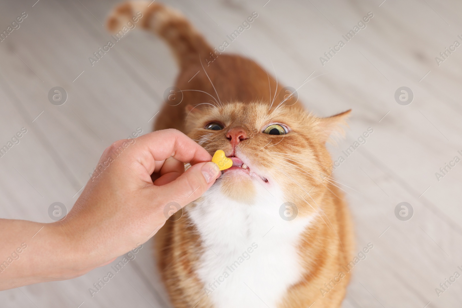 Photo of Woman giving vitamin pill to cute ginger cat indoors, closeup