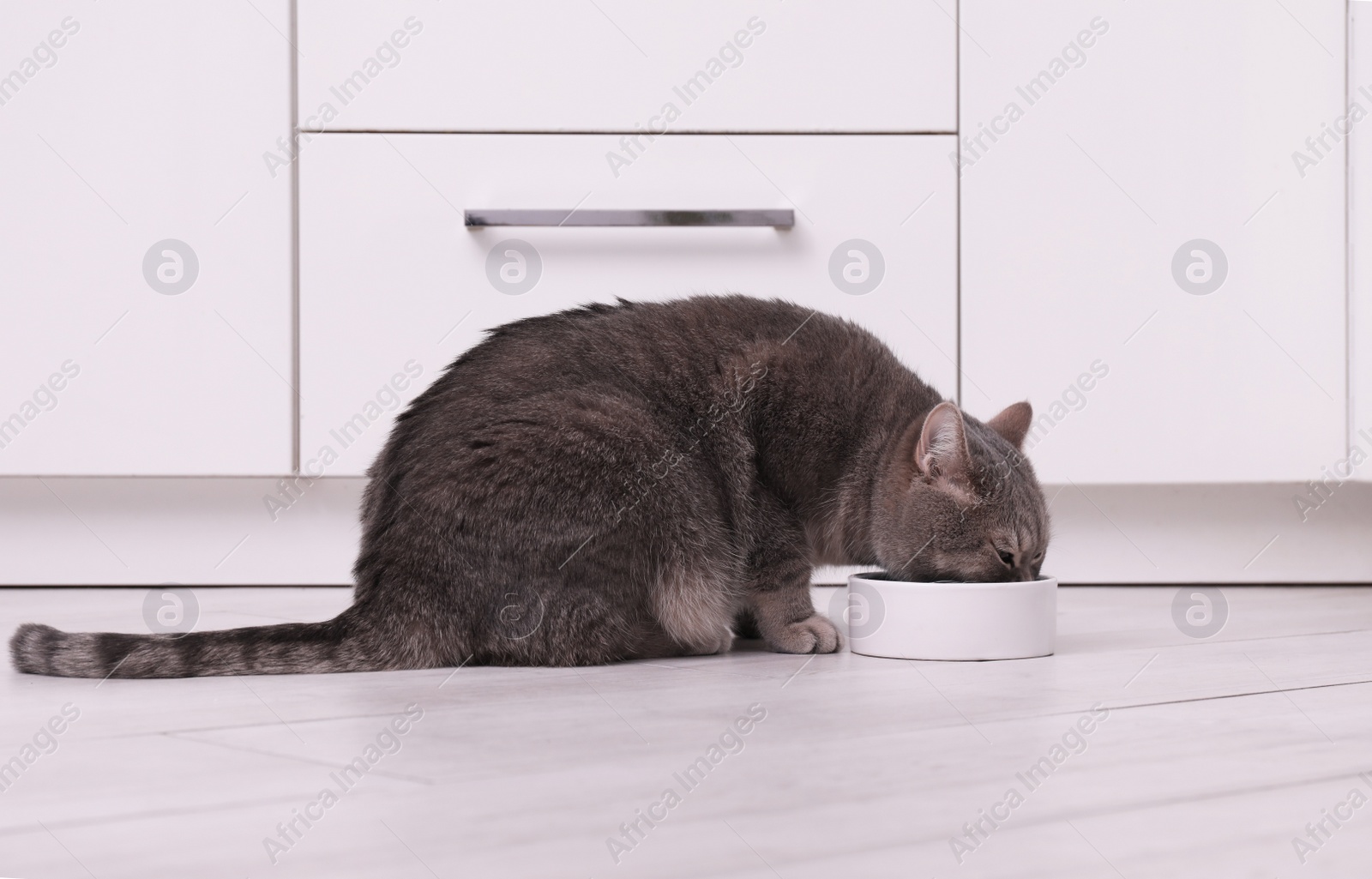 Photo of Cute Scottish straight cat eating pet food from feeding bowl at home