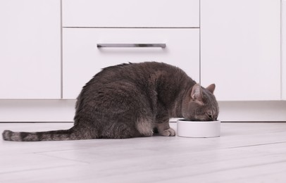 Cute Scottish straight cat eating pet food from feeding bowl at home