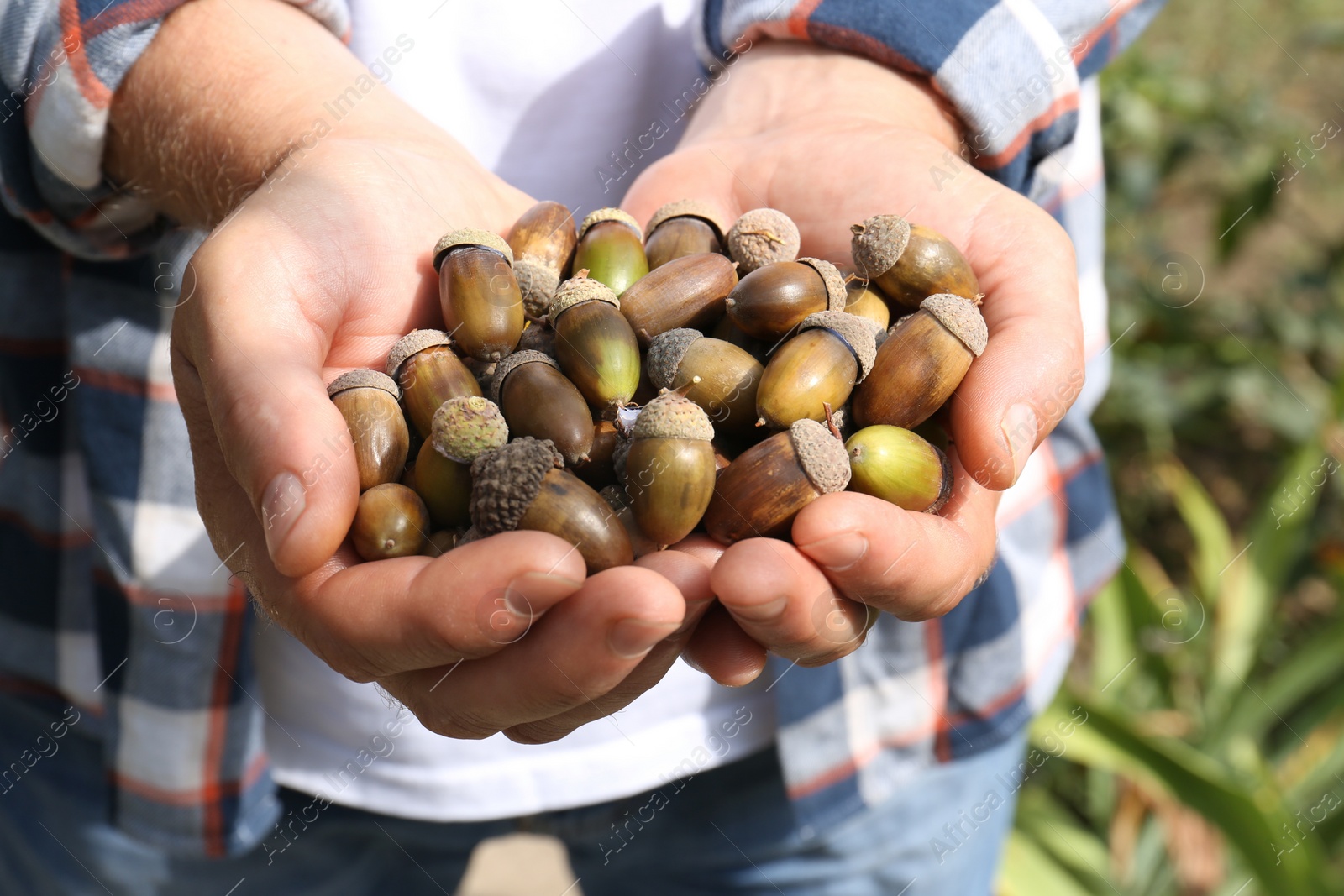 Photo of Man holding pile of dry acorns outdoors, closeup