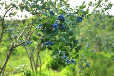 Bush of wild blueberry with berries growing outdoors