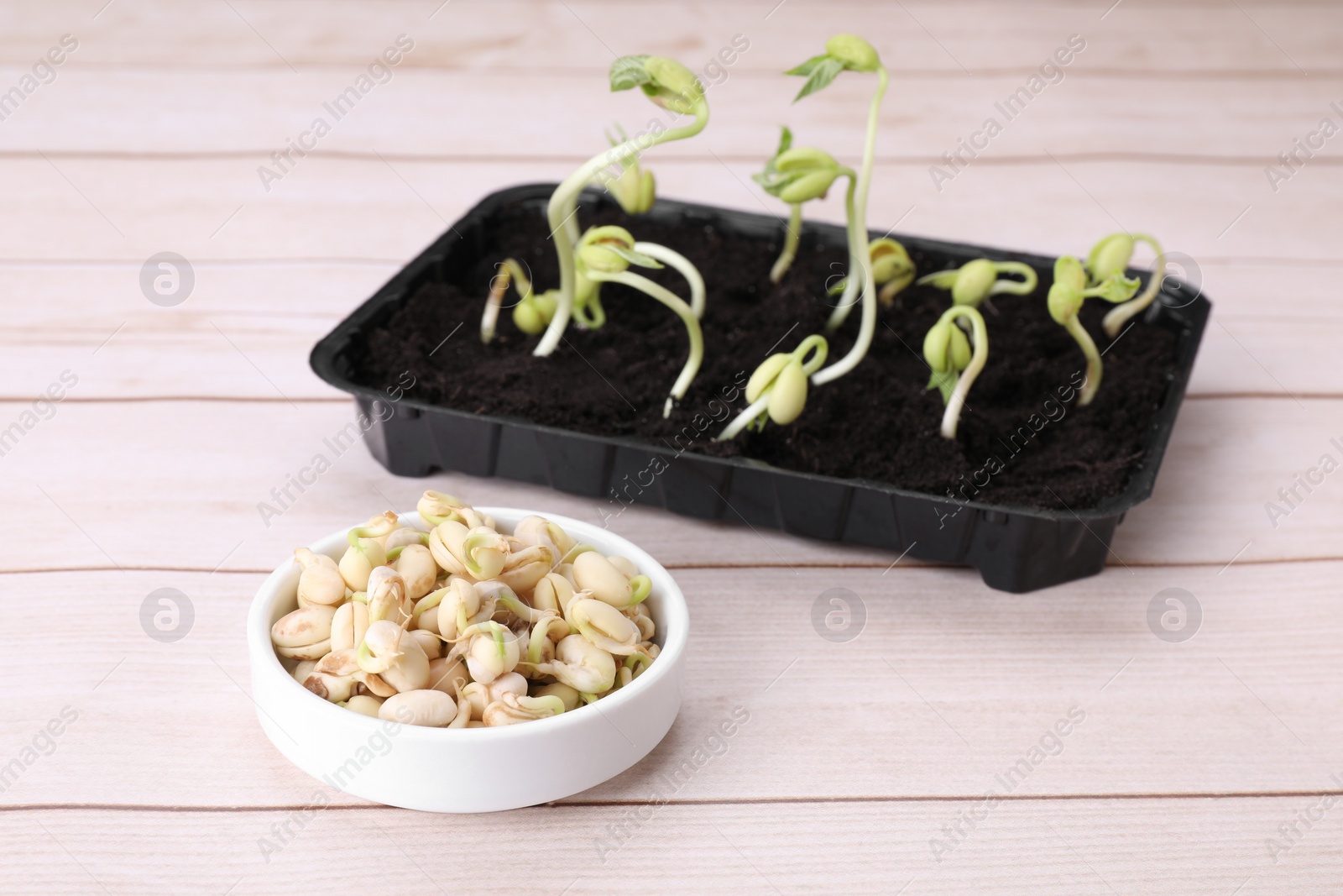 Photo of Kidney bean sprouts on white wooden table