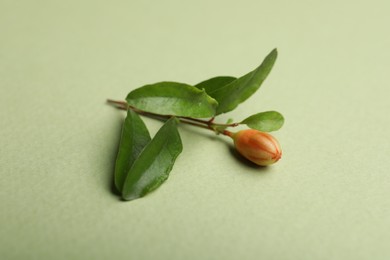 Pomegranate branch with lush leaves and bud on light green background, closeup