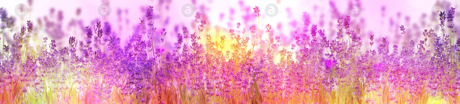 Image of Beautiful sunlit lavender flowers outdoors. Banner design 