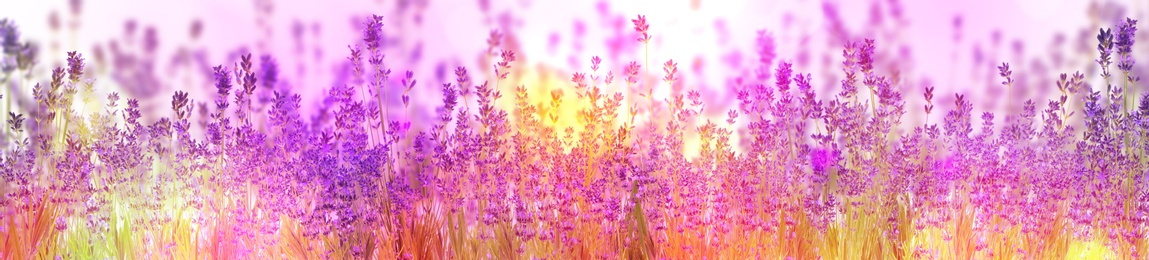 Image of Beautiful sunlit lavender flowers outdoors. Banner design 