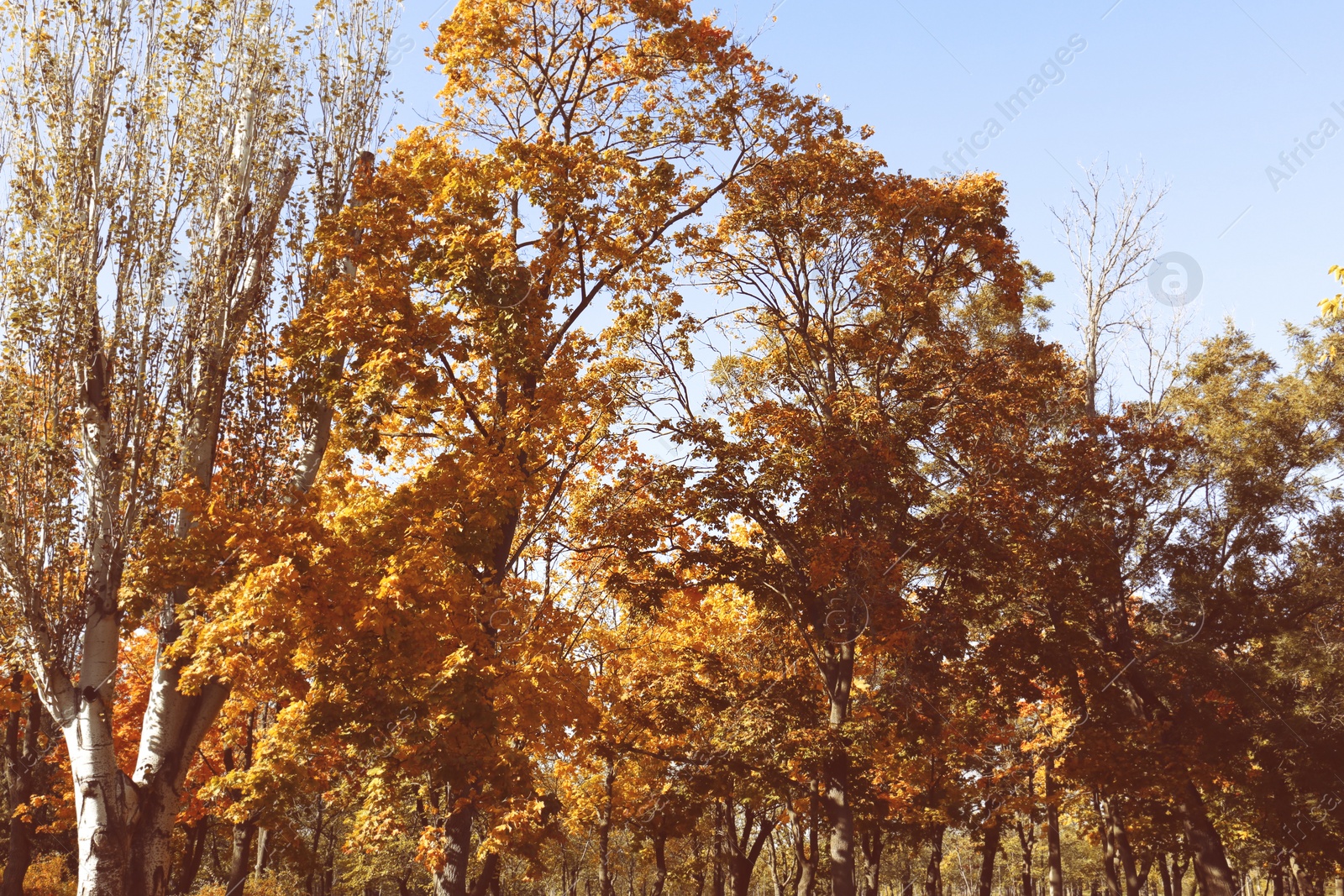 Photo of Beautiful view of autumn park on sunny day