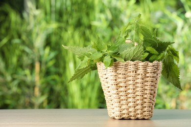 Fresh stinging nettle leaves in wicker basket outdoors, space for text