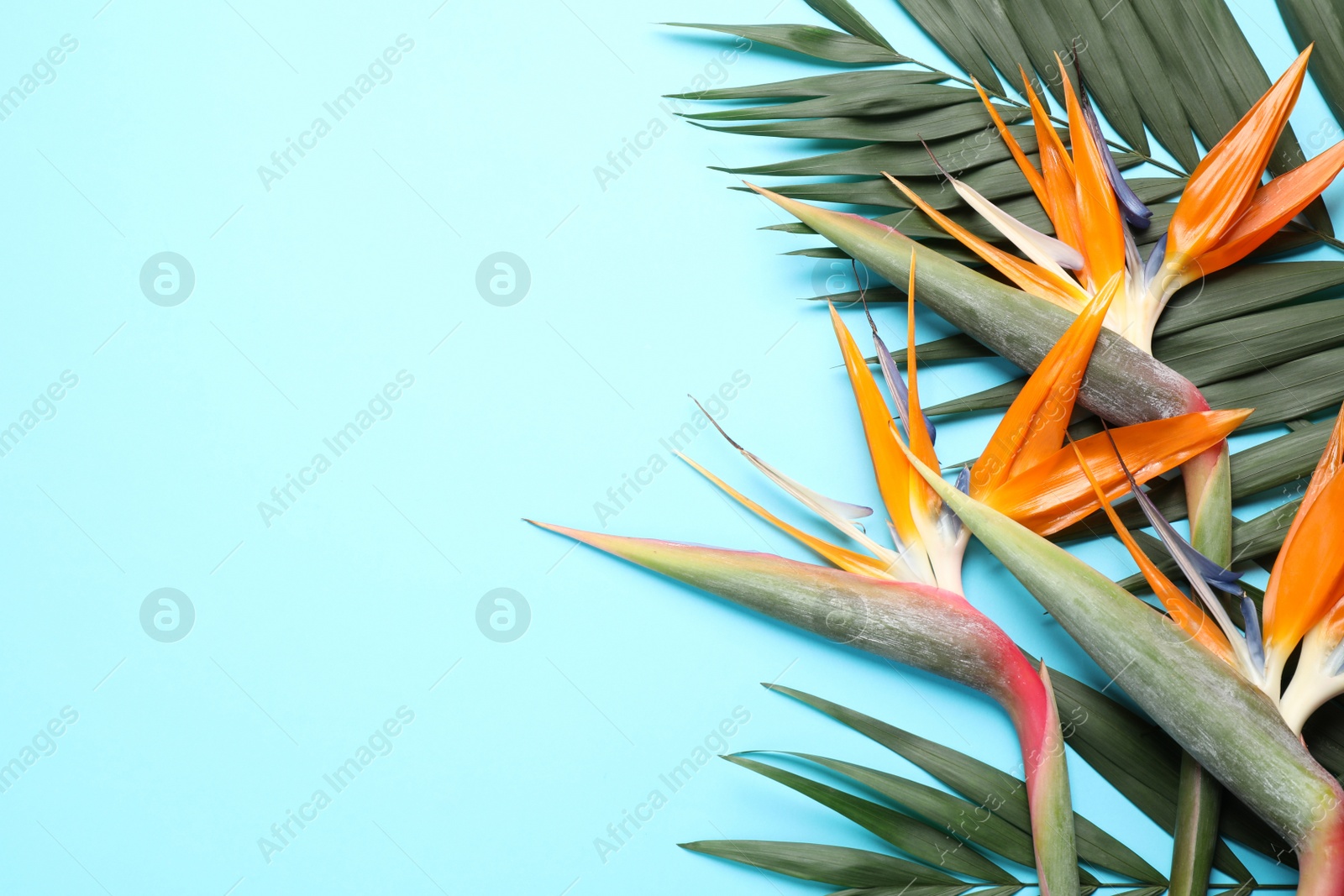 Photo of Flat lay composition with Bird of Paradise tropical flowers on light blue background, space for text