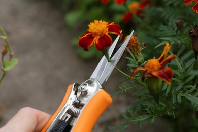 Photo of Woman pruning flower stem by secateurs outdoors, closeup