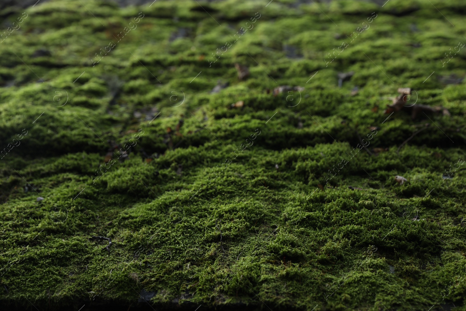 Photo of Roof covered with green moss as background, closeup