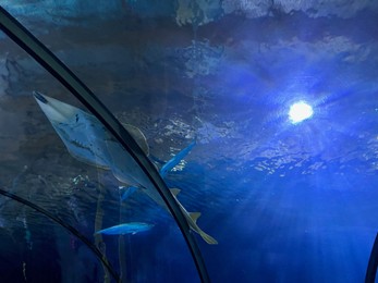 Photo of Beautiful tropical guitarfish swimming in clean aquarium