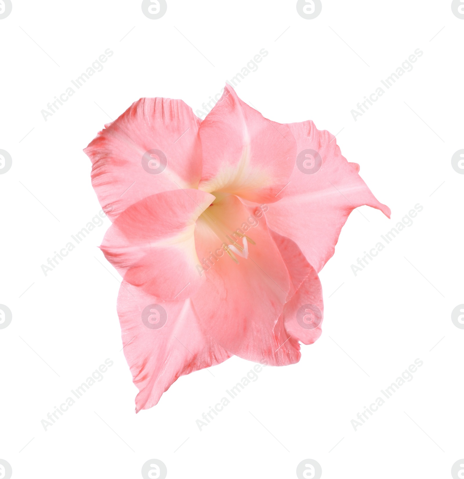 Photo of Beautiful pink gladiolus flower on white background