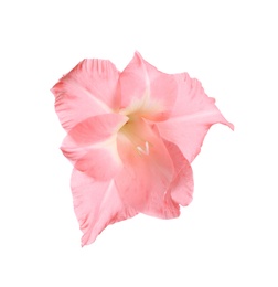 Photo of Beautiful pink gladiolus flower on white background